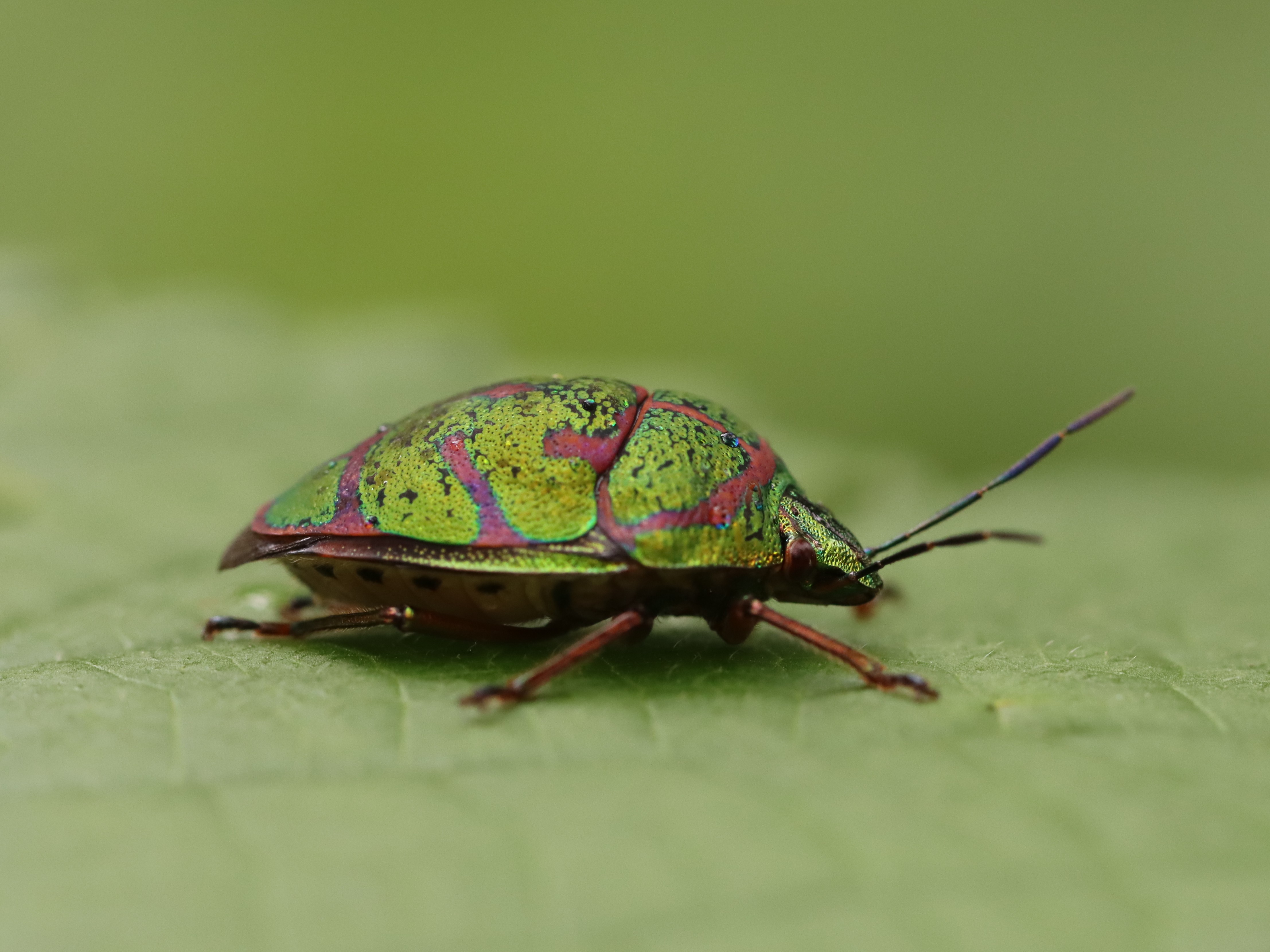 アカスジキンカメムシ